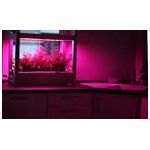 GreenUnit in der Küche mit Sunlight LED Technologie fürs Pflanzenwachstum.jpg